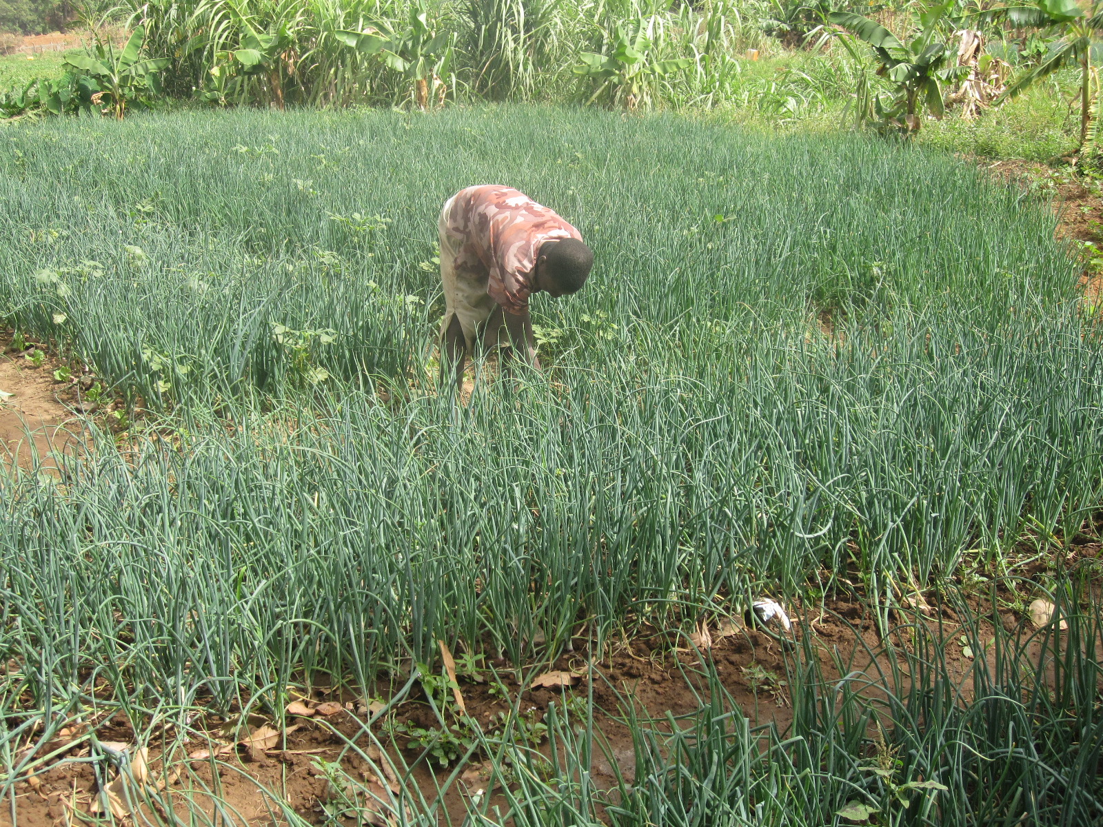 Dry Season Gardening-Sumnibomah-EMD